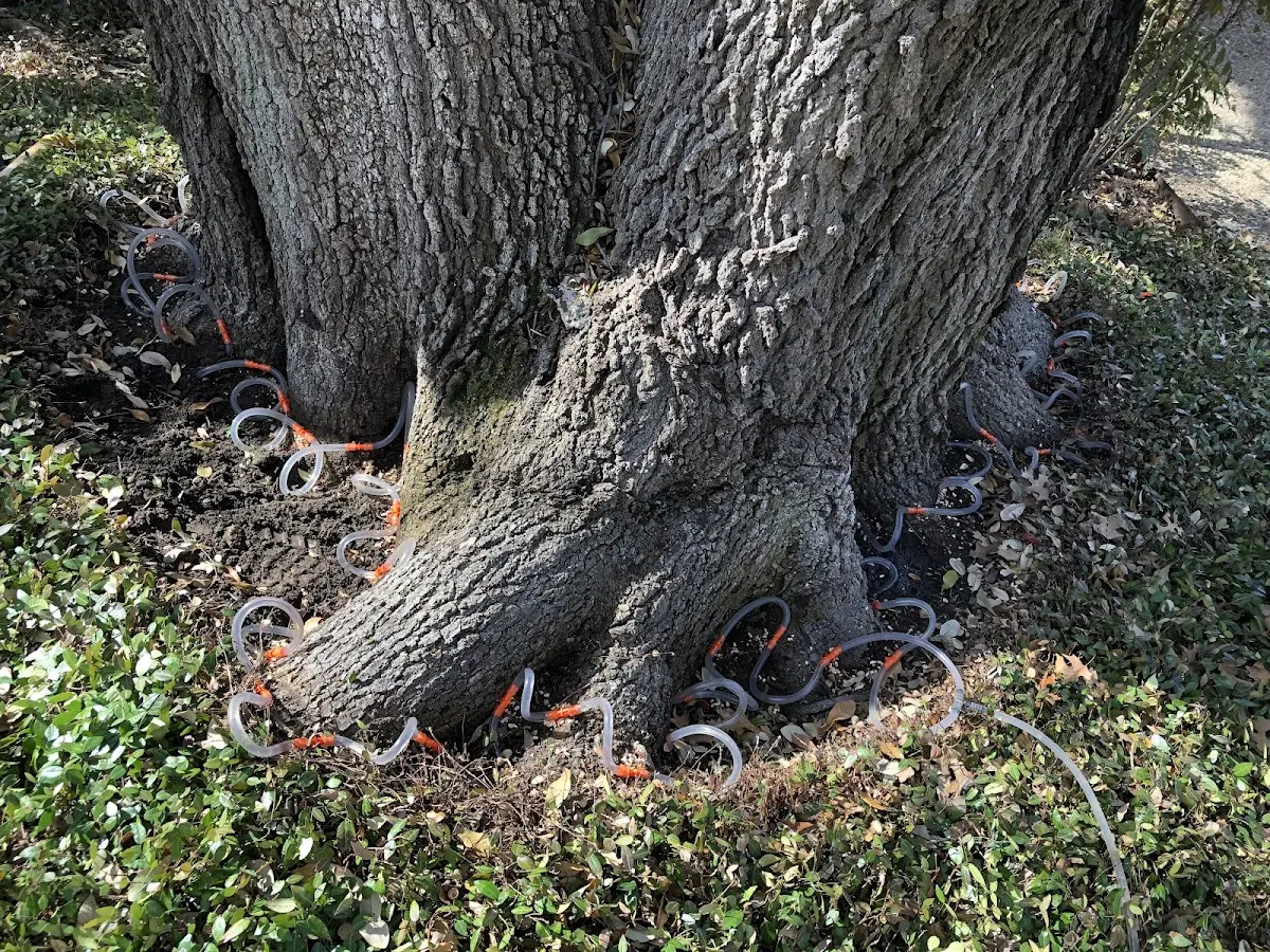 Detailed Tree Cabling and Bracing job site in Penobscot