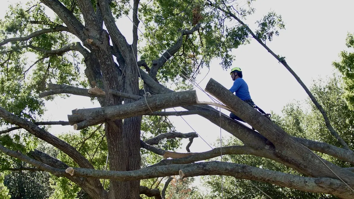 Professional Hazardous Tree Removal performed by certified arborists in Penobscot